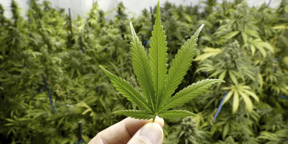 Foria Refel, los supositorios vaginales de marihuana que alivian los cólicos menstruales