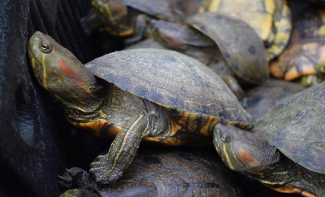 Autoridades de Córdoba rescataron 162 tortugas hicoteas en el patio de una vivienda
