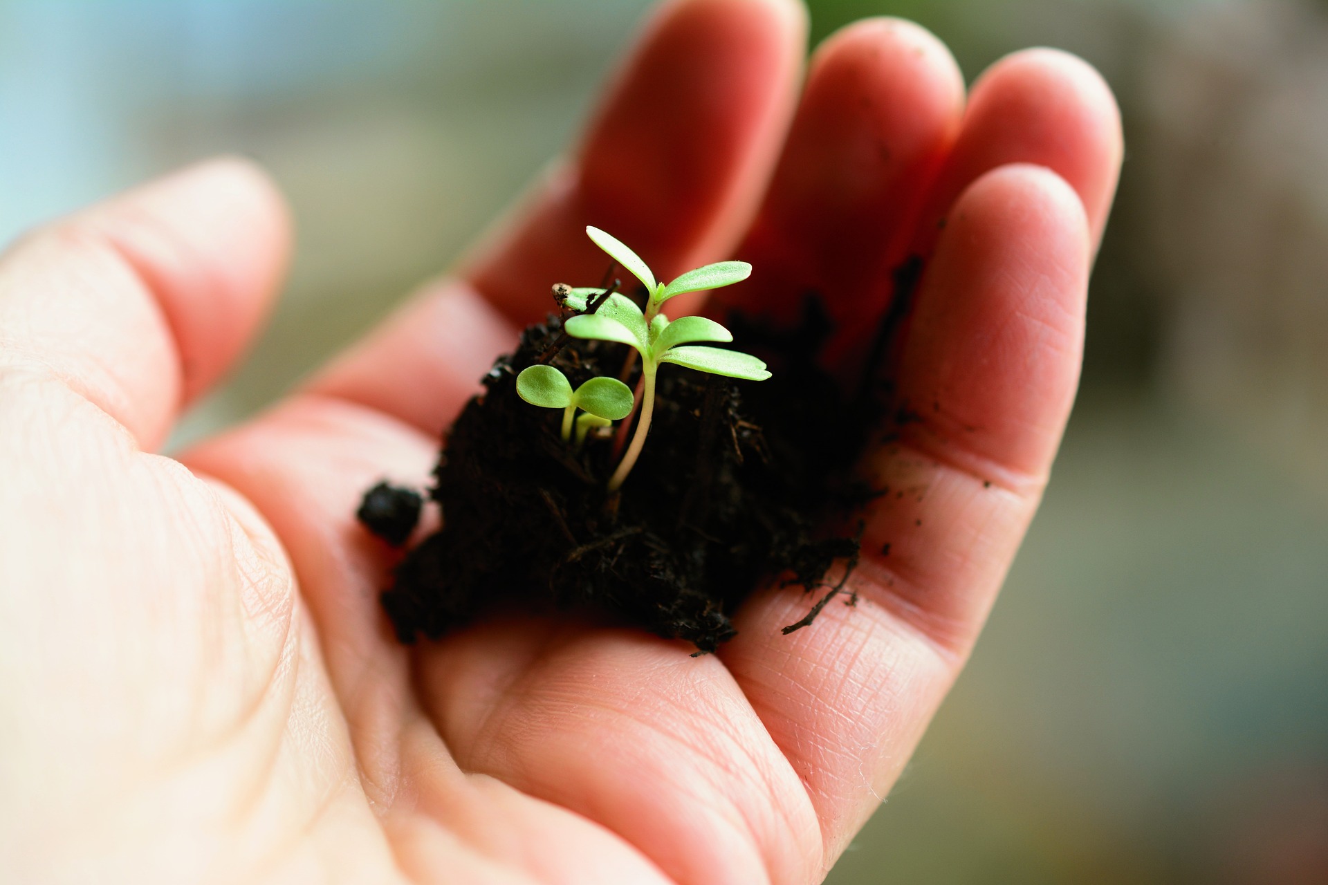 ¿Cómo se propagan las plantas?, una breve guía