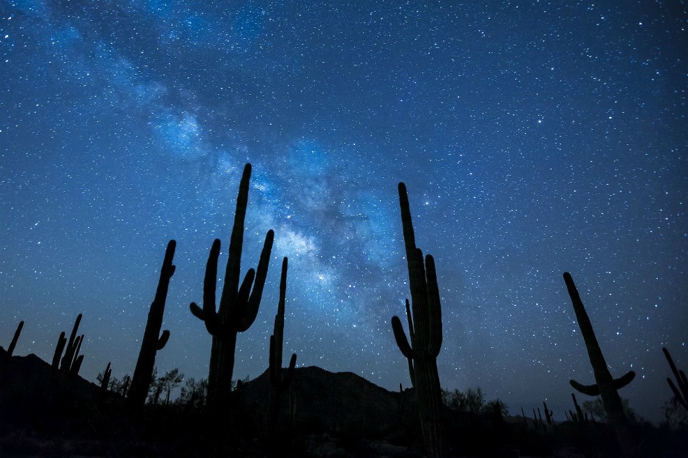 Microchips en los gigantescos cactus de Estados Unidos para evitar su robo