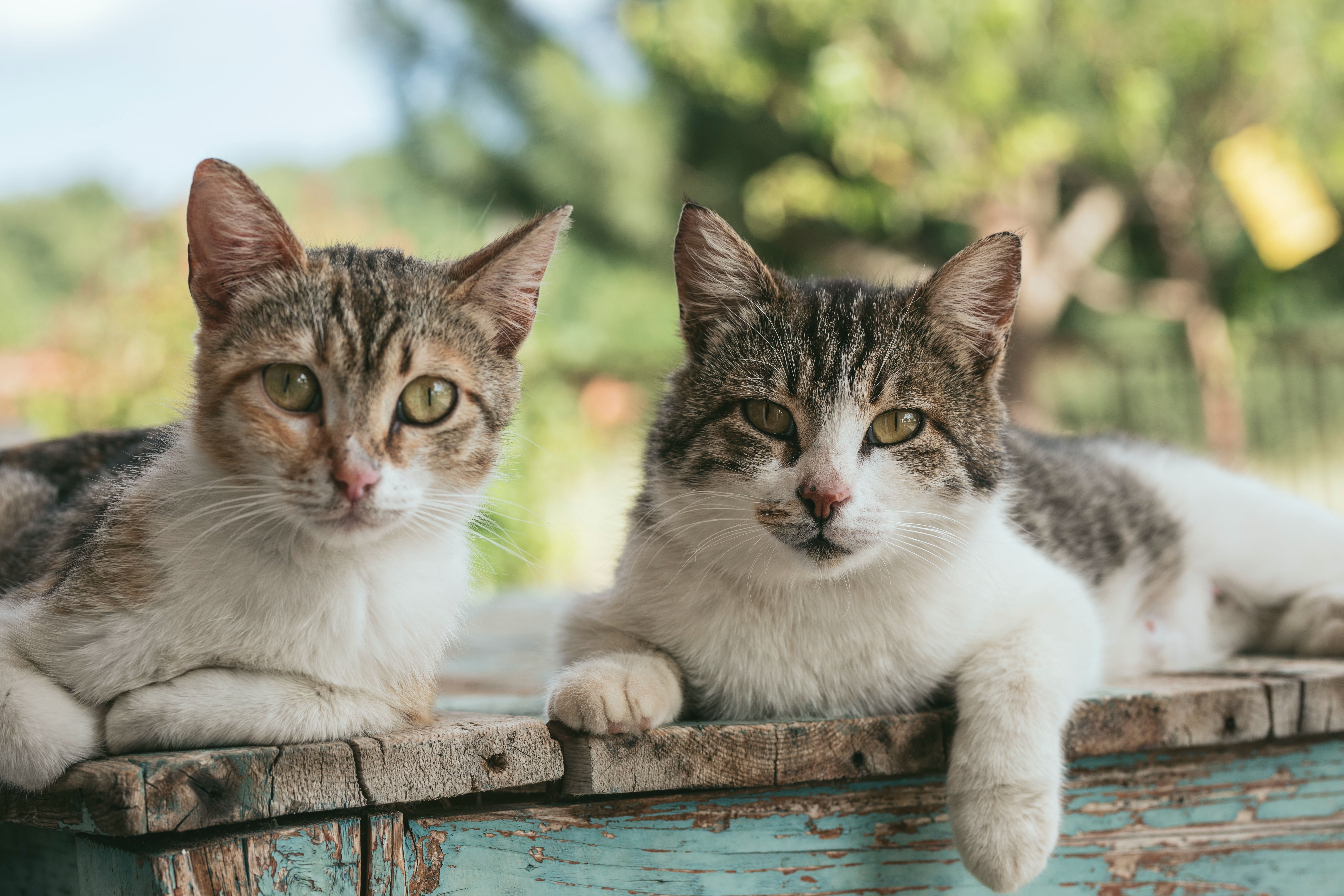 En cuanto a los 480 felinos vivos, iban a ser vendidos en Ho Chi Minh (antigua Saigón), la ciudad más poblada del país, a unos 150 kilómetros de Dong Thap.