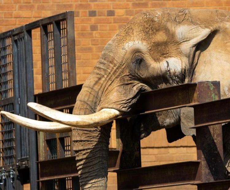 Liberan a Charley, el último elefante en cautiverio en un zoológico de Sudáfrica