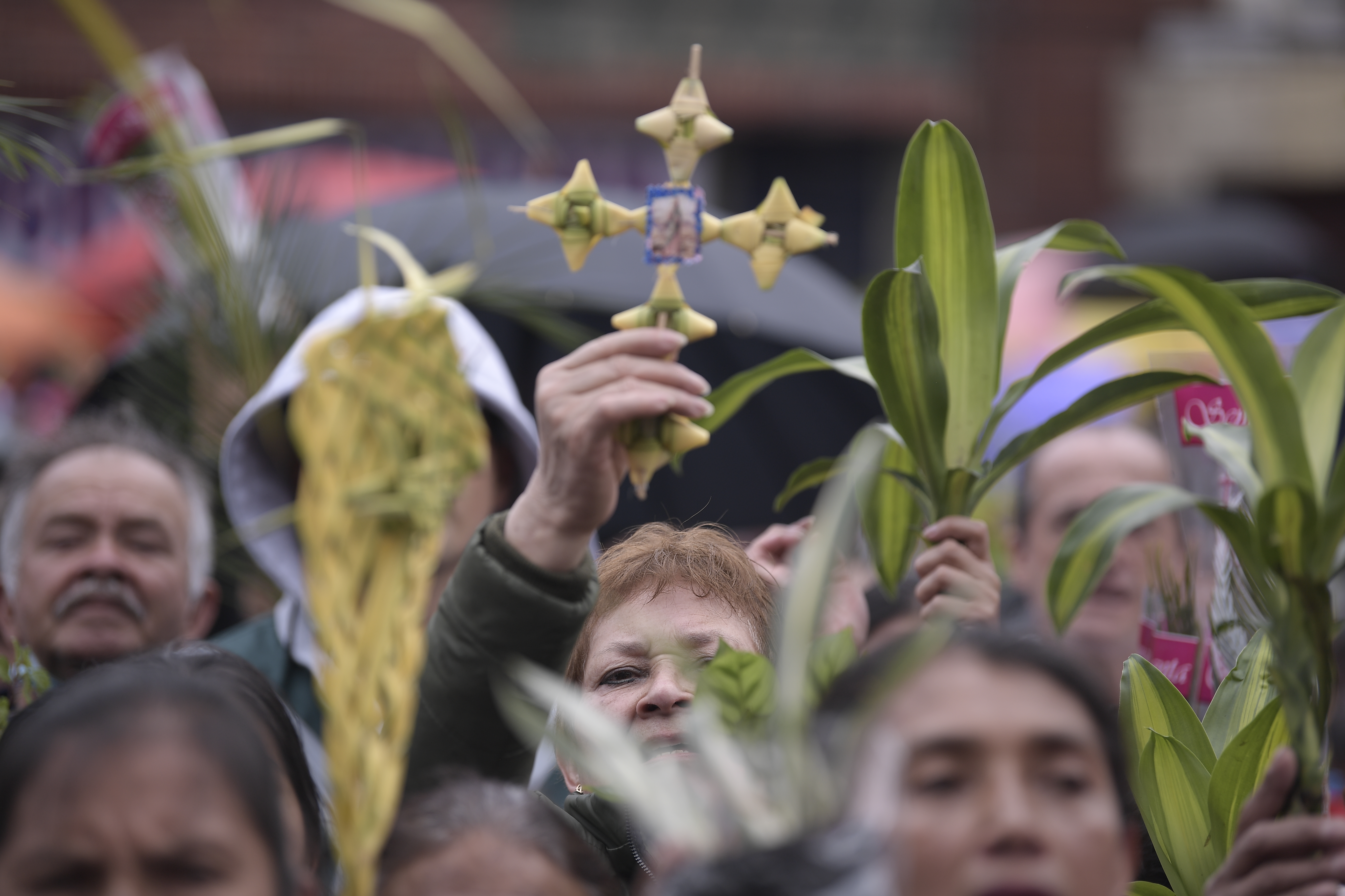 Sancionarán a quienes usen palma de cera durante Semana Santa, en Antioquia