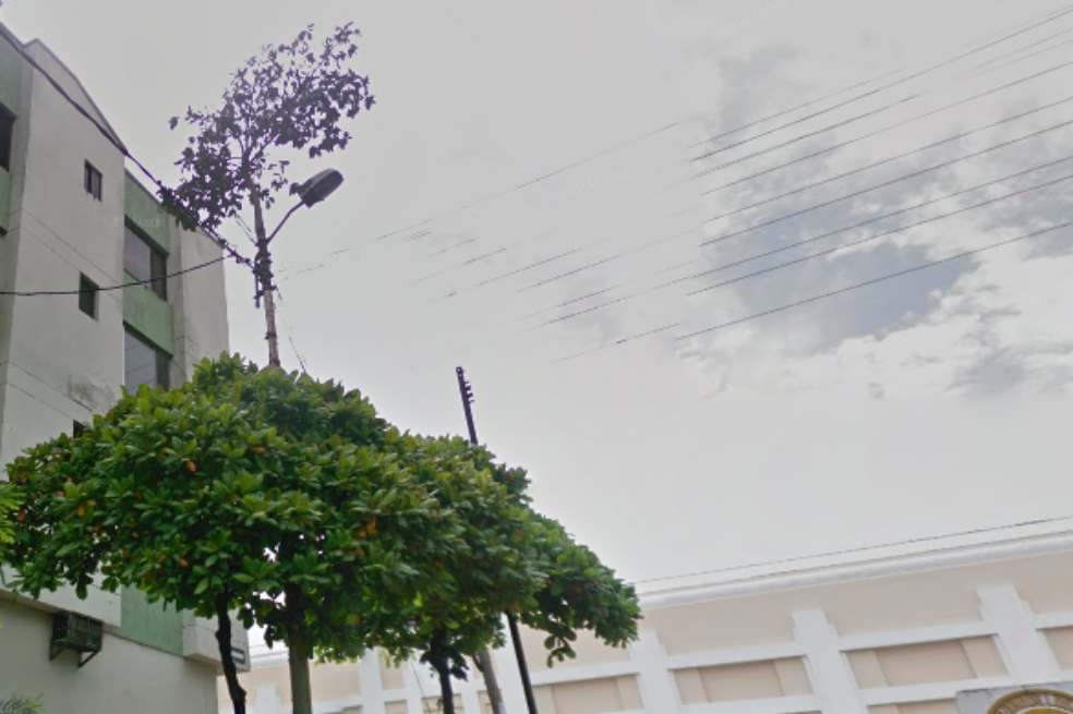 En Cali, un árbol creció sobre un poste de luz. Lo talaron. Esta es su historia