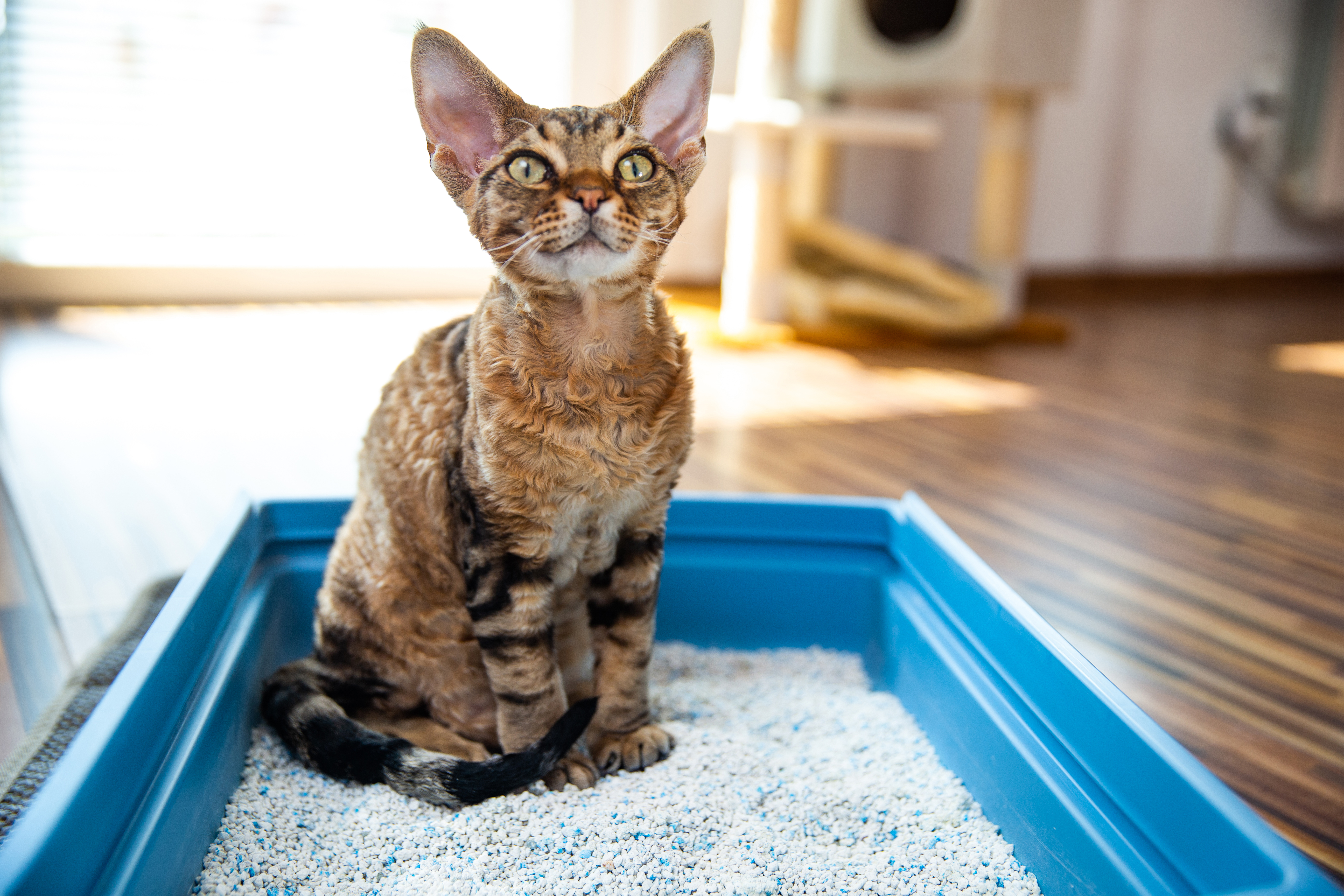 ¿Es malo tener el arenero del gato en la habitación?