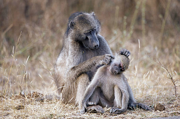 Los celos podrían no ser solo cosa de humanos: estos monos también los sienten