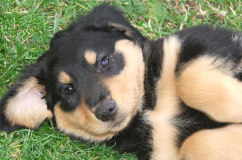 Shola: la perrita que convirtió su ceguera en una esperanza para otros perros