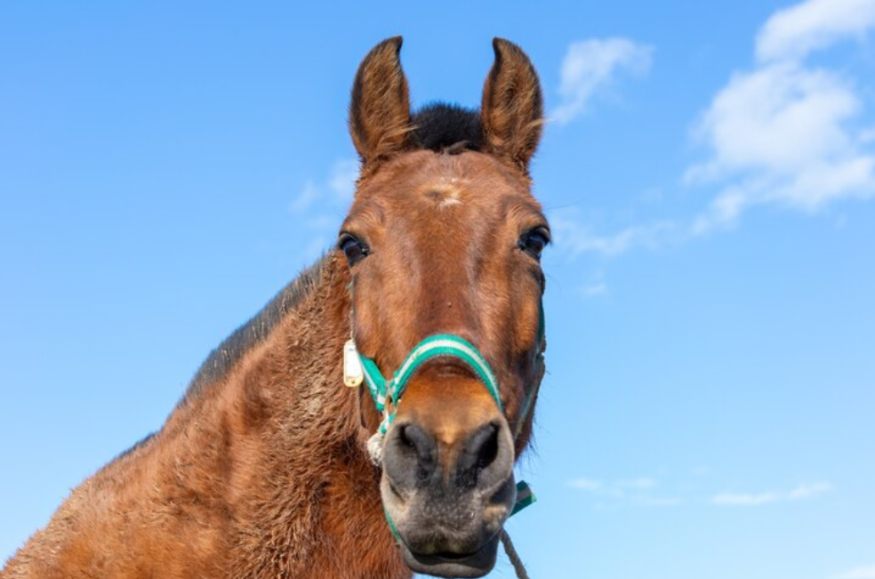 ¿Cuánto tiempo viven los caballos?