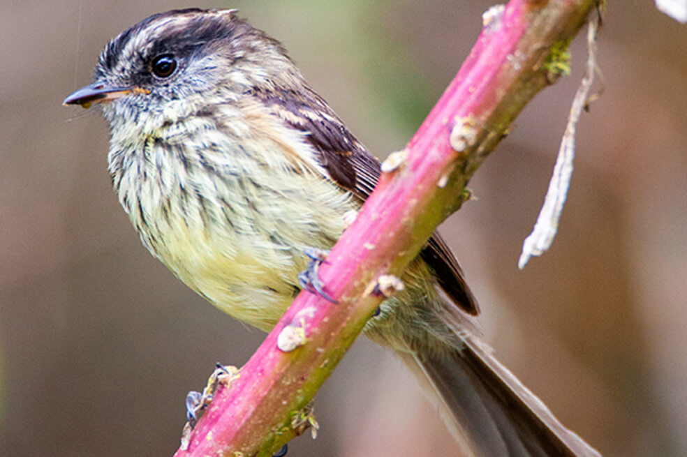 Colombia gana por cuarta vez consecutiva competencia mundial de avistamiento de aves