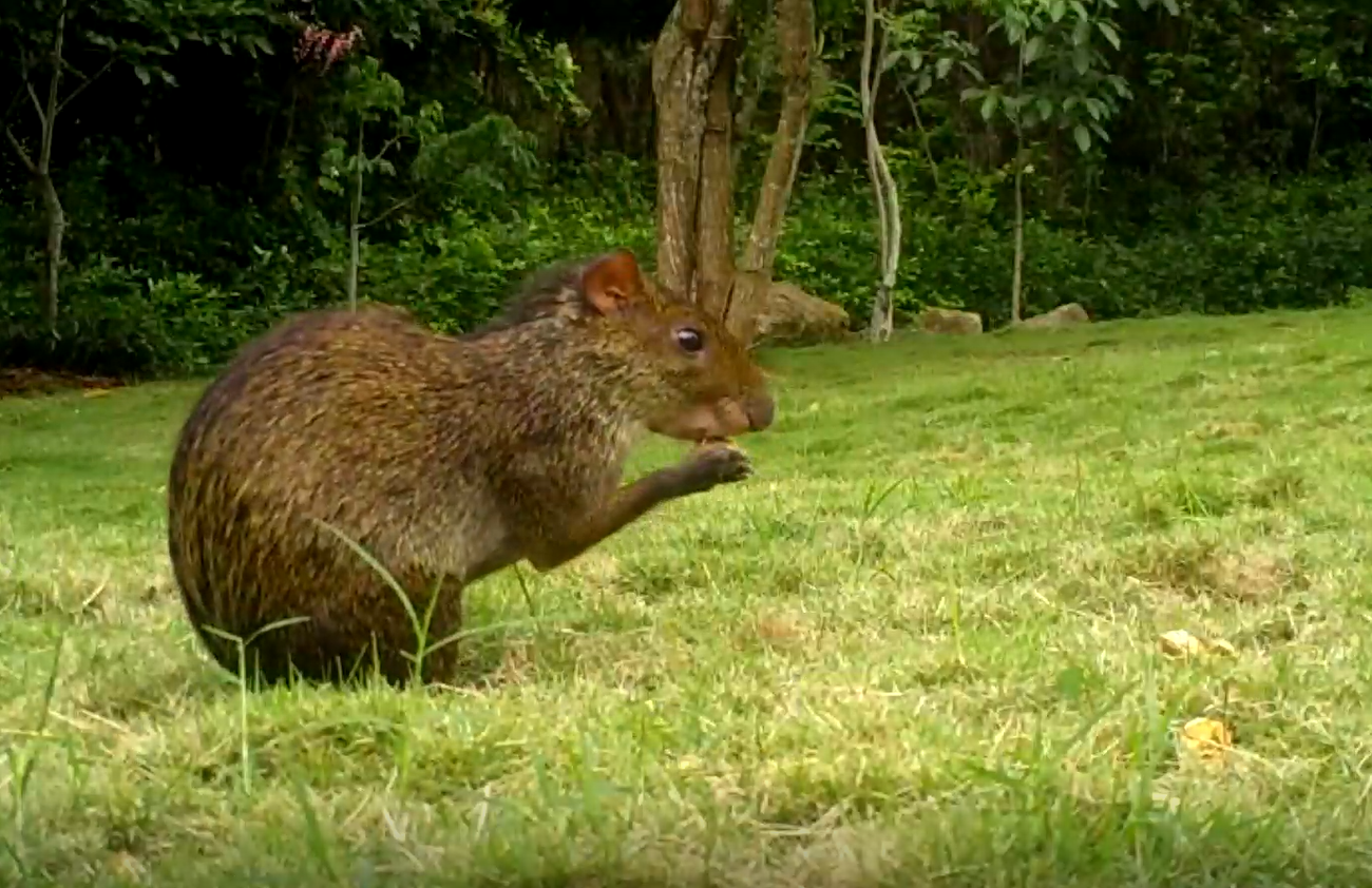 Video: cámara trampa capta 12 especies en San Gil, Santander