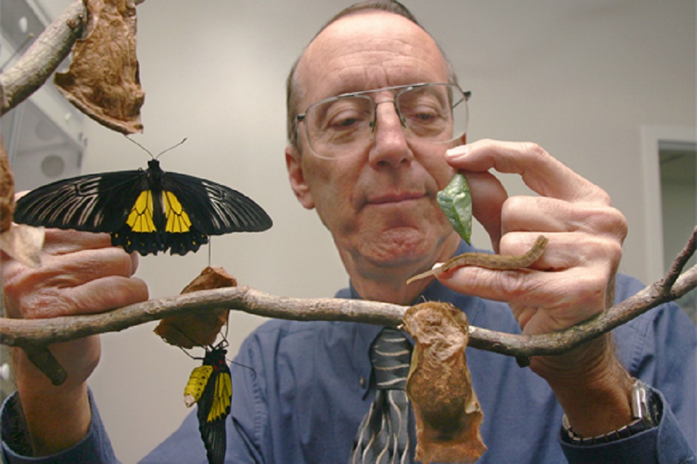 Una mariposa hallada hace 60 años por un adolescente es una nueva especie