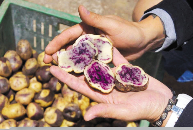 El renacer de las papas nativas