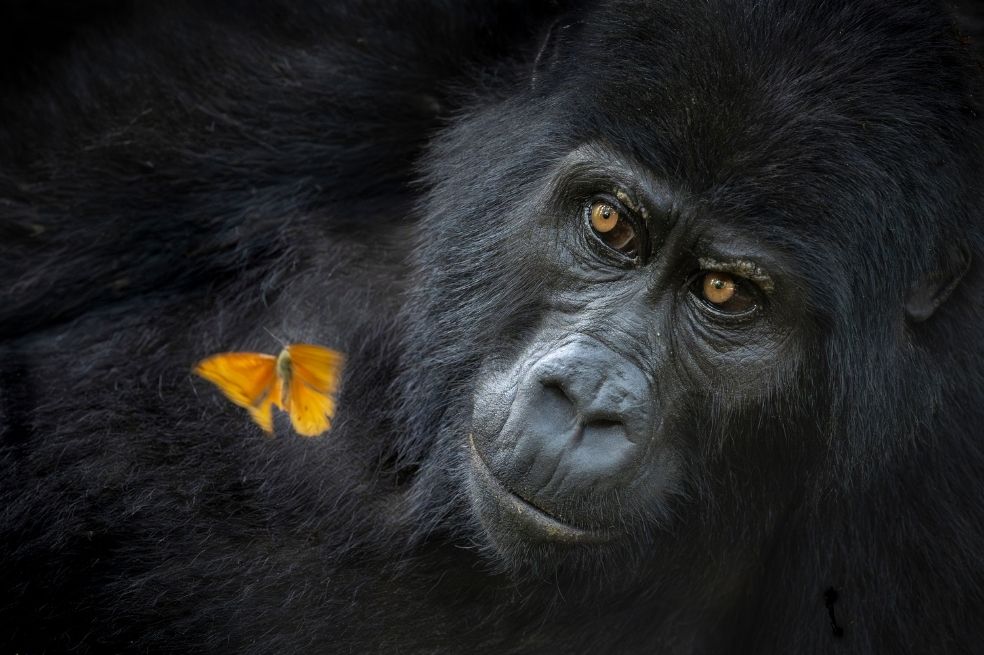 Categoría retrato de animales: La estadounidense Mary Schrader fue la ganadora. "Esta fotografía captura la suave curiosidad de la gorila y un breve y hermoso instante en el que dos criaturas se detuvieron", dijo.