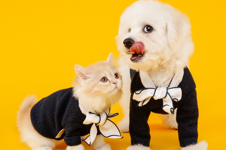 Cinco ingredientes alimenticios que pueden reducir el estrés en tu mascota