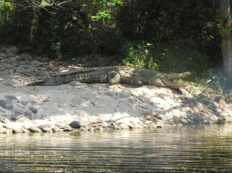 Autoridades ambientales reubicaron 25 cocodrilos a su hábitat natural en Vichada