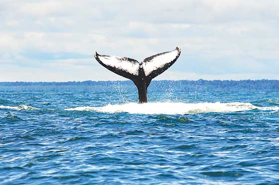 Polémica en Argentina por plan para eliminar a gaviotas que atacan a ballenas