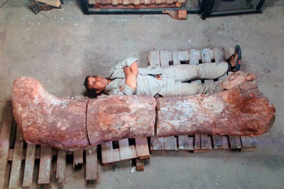 El mayor dinosaurio del mundo era argentino