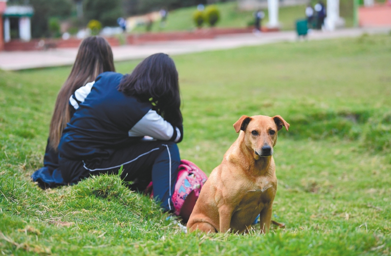 Moquillo canino ¿el coronavirus de los perros?
