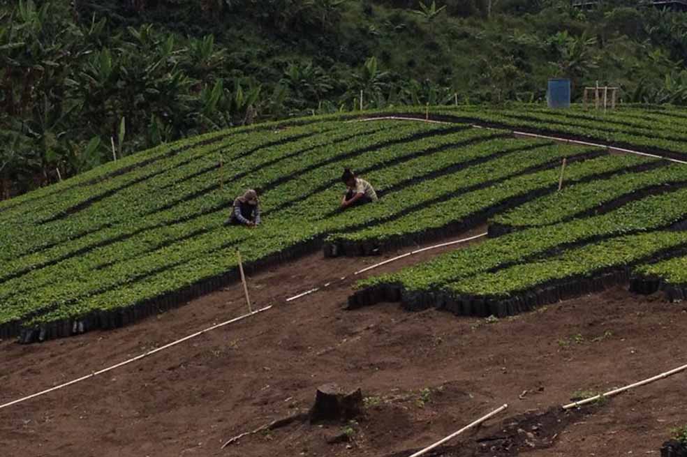 Estrategia con aroma de café