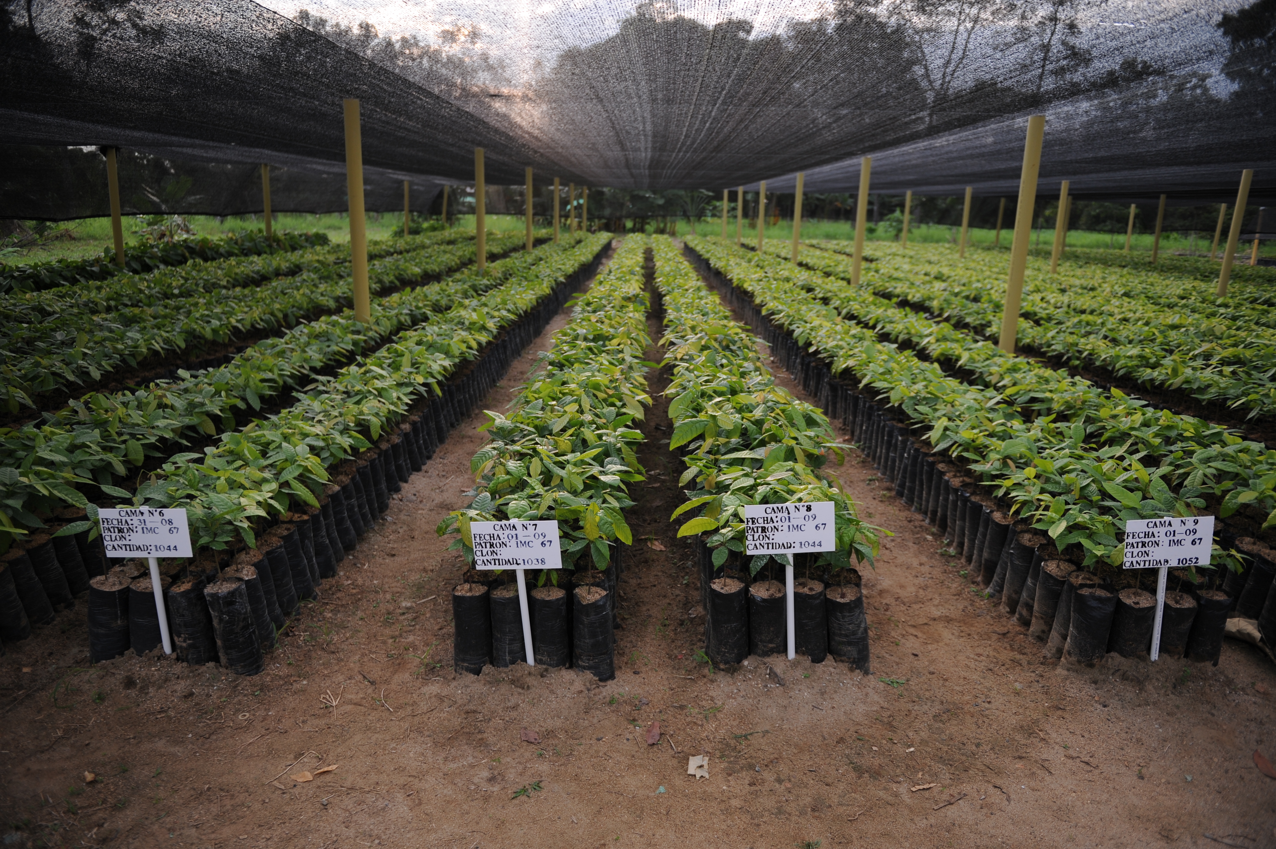 Campesinos de este municipio, cambian el cultivo de coca para sembrar cacao.