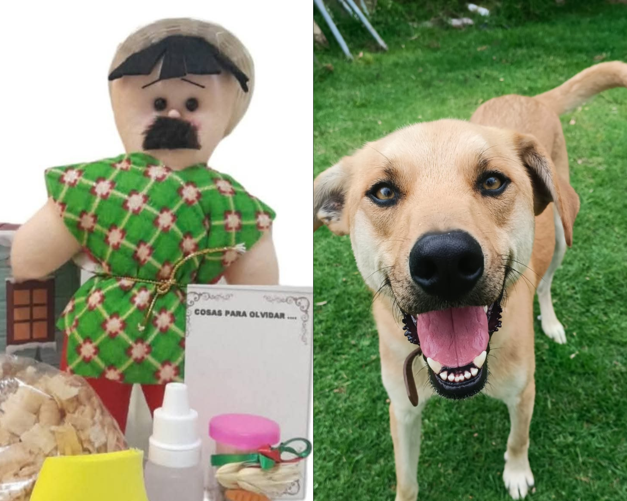 Con calendarios y Años Viejos buscan ayudar a perros rescatados en Bogotá