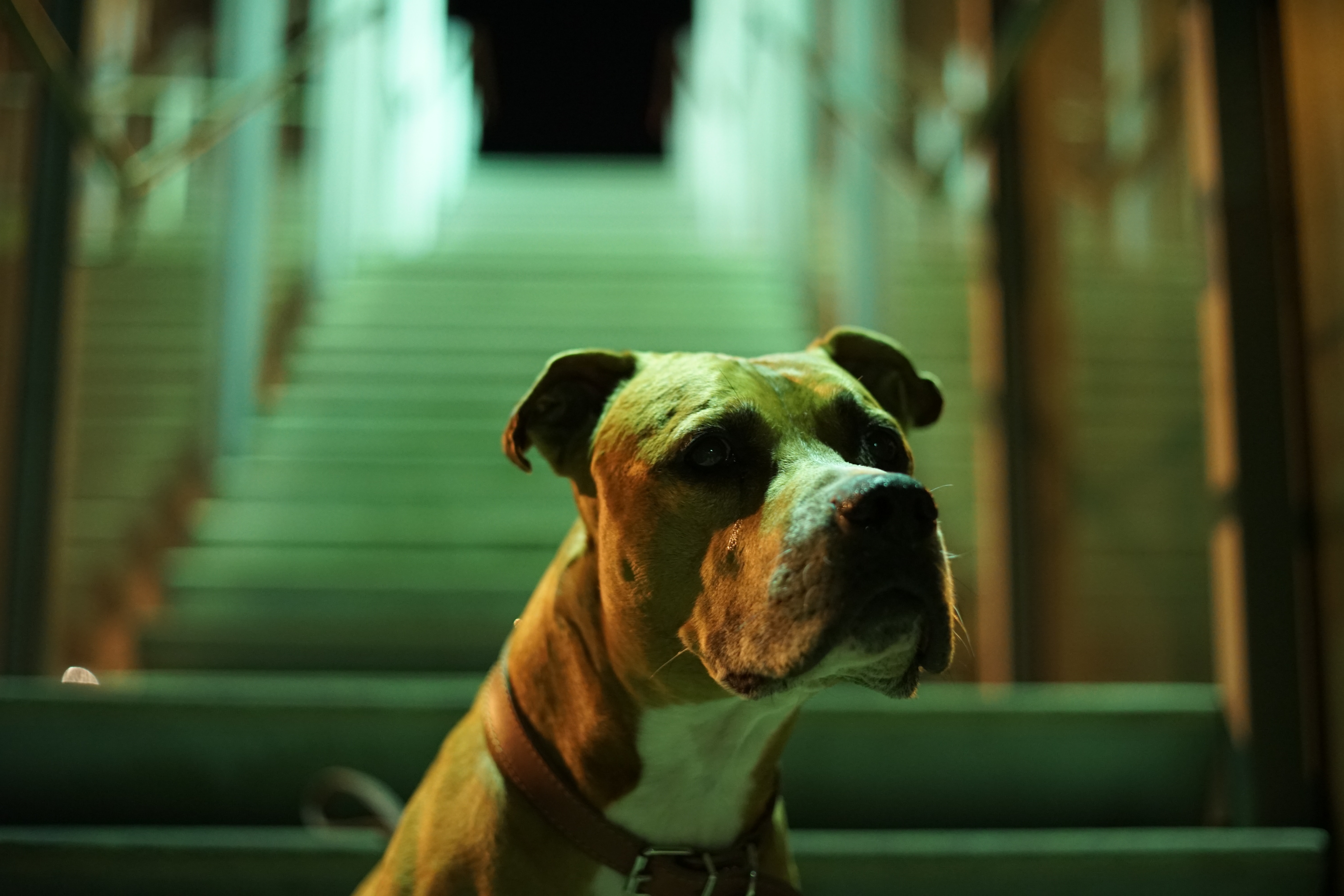 Denuncian ataque contra un perro en una estación de Policía en Nte. de Santander