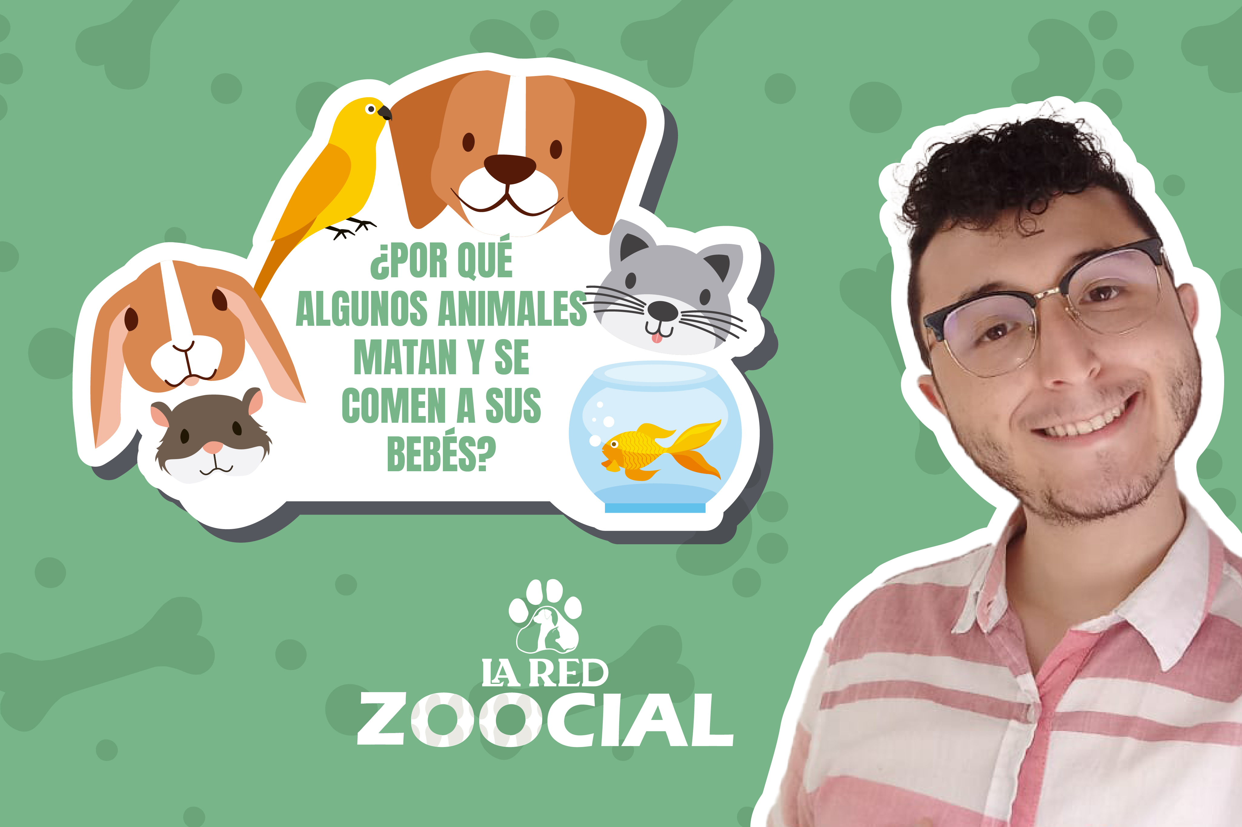 (VIDEO) ¿Por qué algunos animales matan y se comen a sus crías?