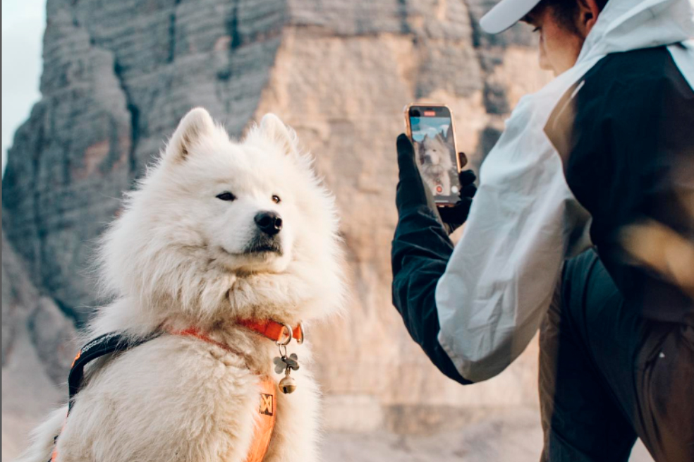 Él es Ouka, el perro que es tendencia por hacer parapente y viajar por el mundo