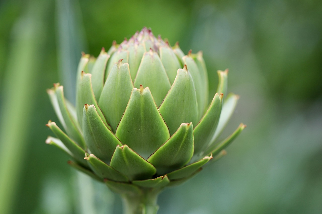 ¿Para qué sirve la alcachofa? Usos y propiedades de esta flor