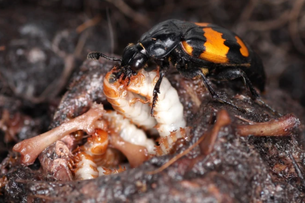 El profesor asociado Nick Royle, ecólogo conductual y biólogo conservacionista de la Universidad de Exeter, tomó esta fotografía. En ella, una madre escarabajo sepulturero (Nicrophorus vespilloides) alimenta a sus larvas en desarrollo con el cadáver de un ratón, regurgitando carne procesada a sus crías que la piden.