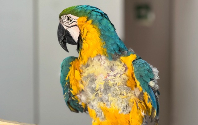 Guacamaya se arrancó su propio pelaje por permanecer 15 años en cautiverio