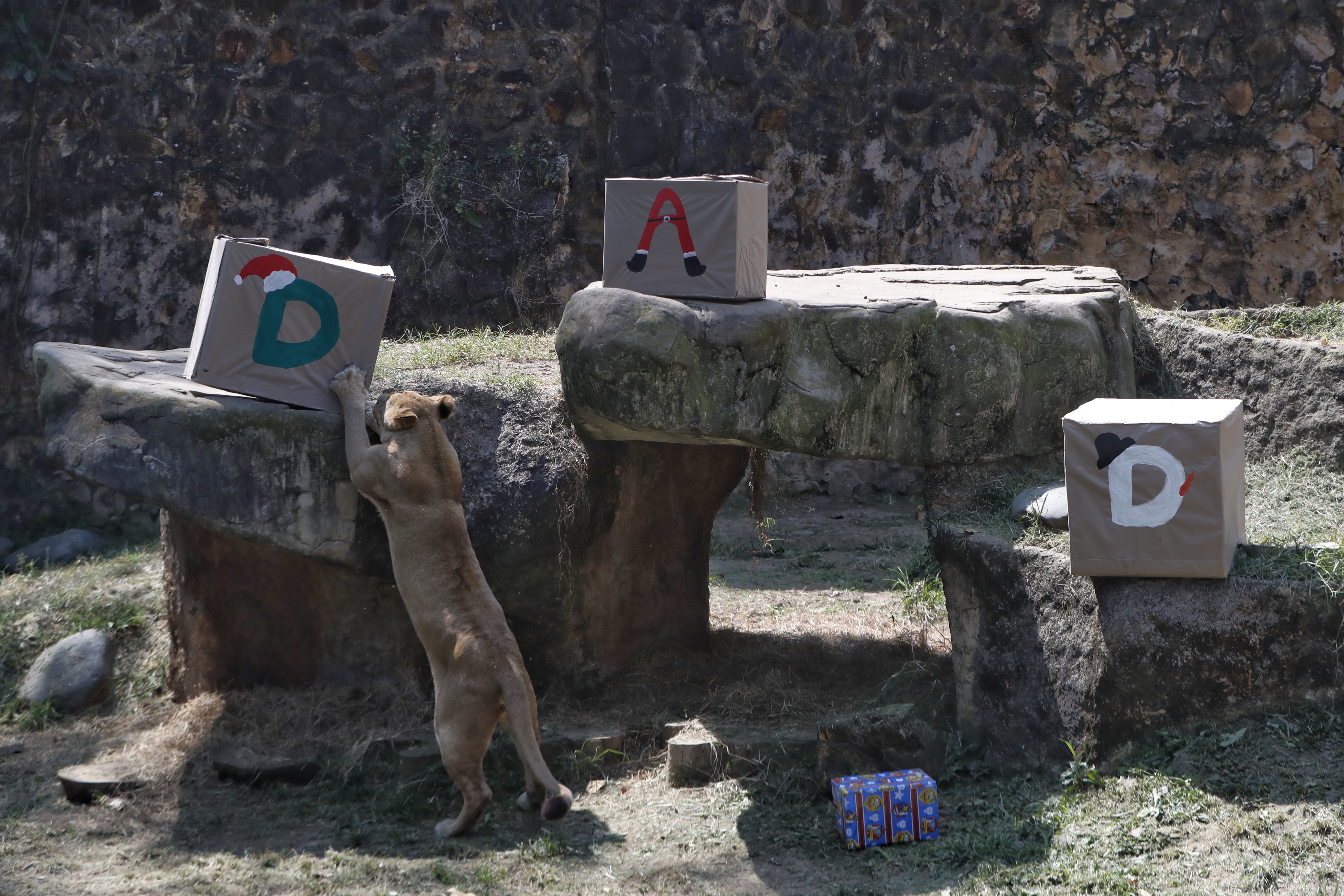 Las leonas suelen diferenciarse del león en que no tienen la abultada melena, miden en promedio 2.5 metros de largo y tienen un peso aproximado de 180 kilogramos. Puede verse a una leona acercándose a su regalo de navidad.