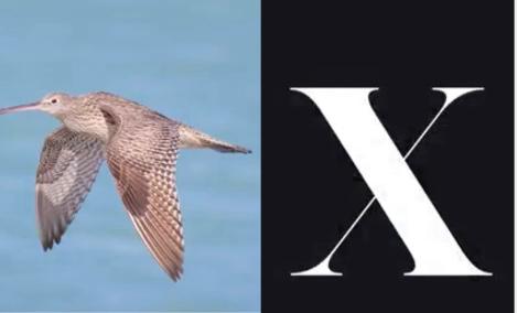 “Pájaro de Twitter no es el único que desaparece”: ingeniosa campaña sobre protección de aves
