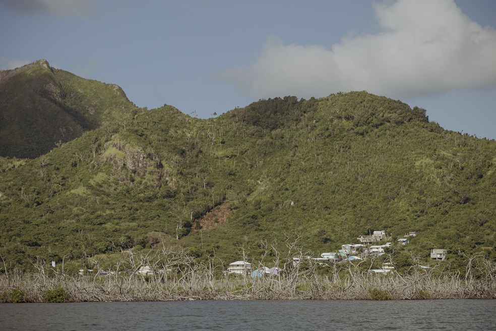 Manglares de Providencia