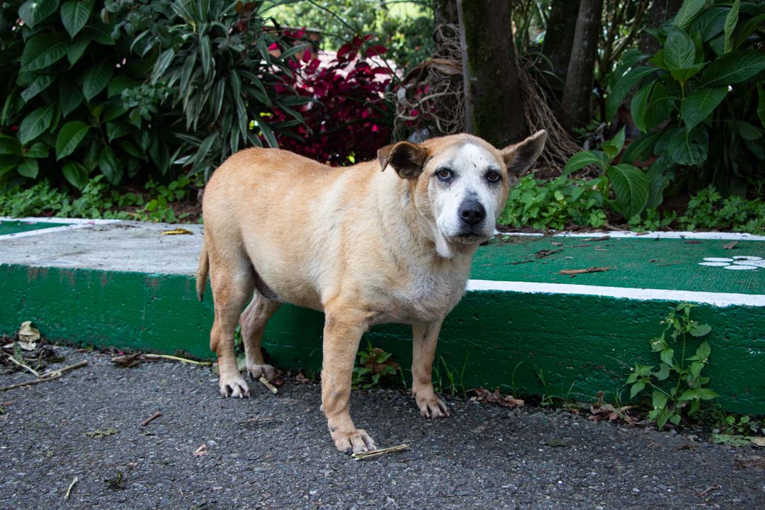 La historia de Hilda: la perrita que lleva 16 años esperando un hogar en Medellín
