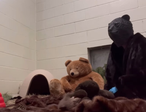 Video: cuidadores se visten de oso para criar a un osezno huérfano