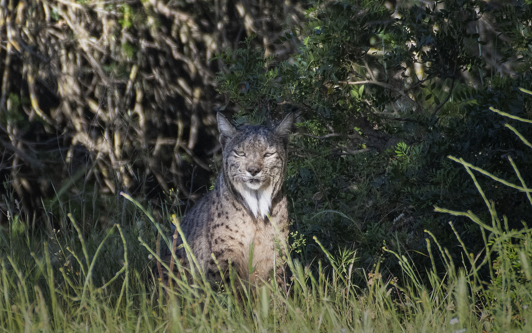 Lince ibérico deja de estar en peligro de extinción, en un hito para la conservación