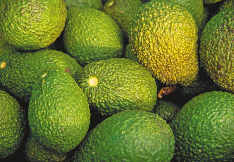 La agroindustria del aguacate hass: ¿Amenaza la diversidad y recursos naturales?