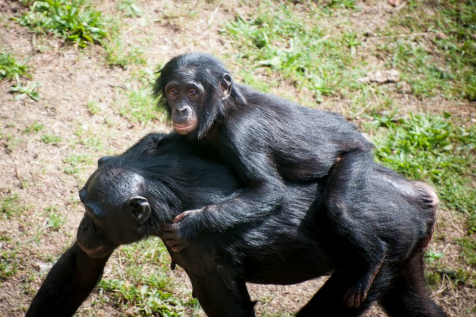 ¿Por qué los chimpancés se toman las manos al acicalarse?