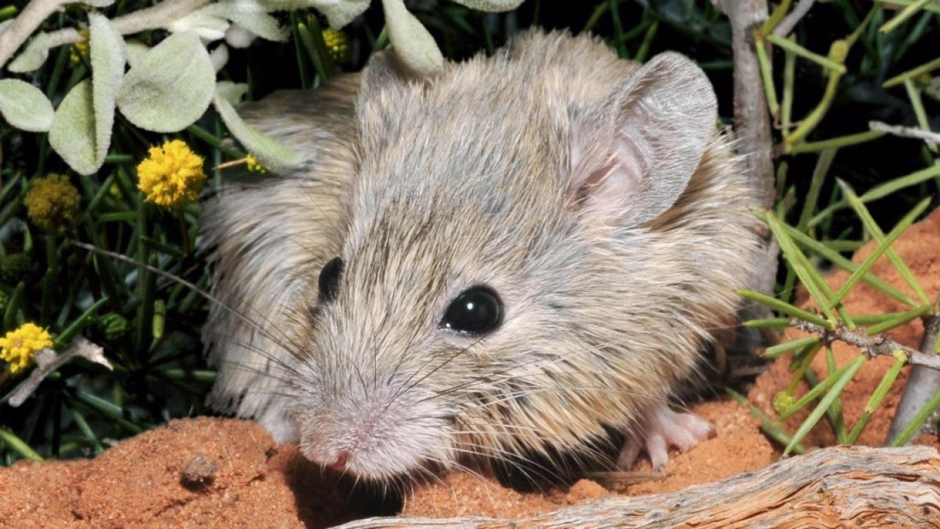 5 cosas que no sabías sobre las ratas