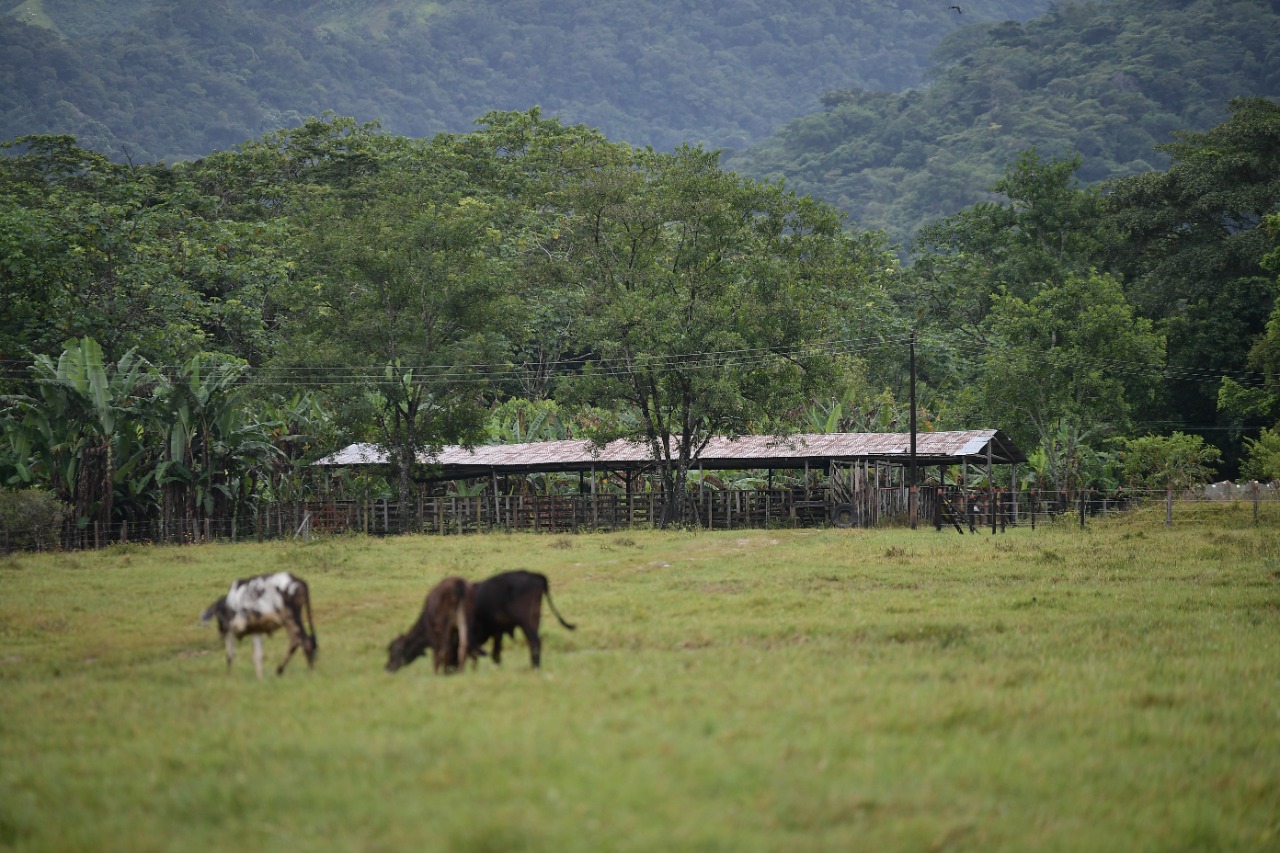 Agricultura y ganadería causan más del 50 % de las emisiones de GEI en Colombia