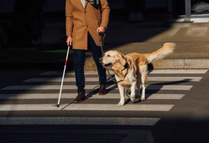 Razas de perros guía, ¿todos los caninos pueden ser lazarillos?