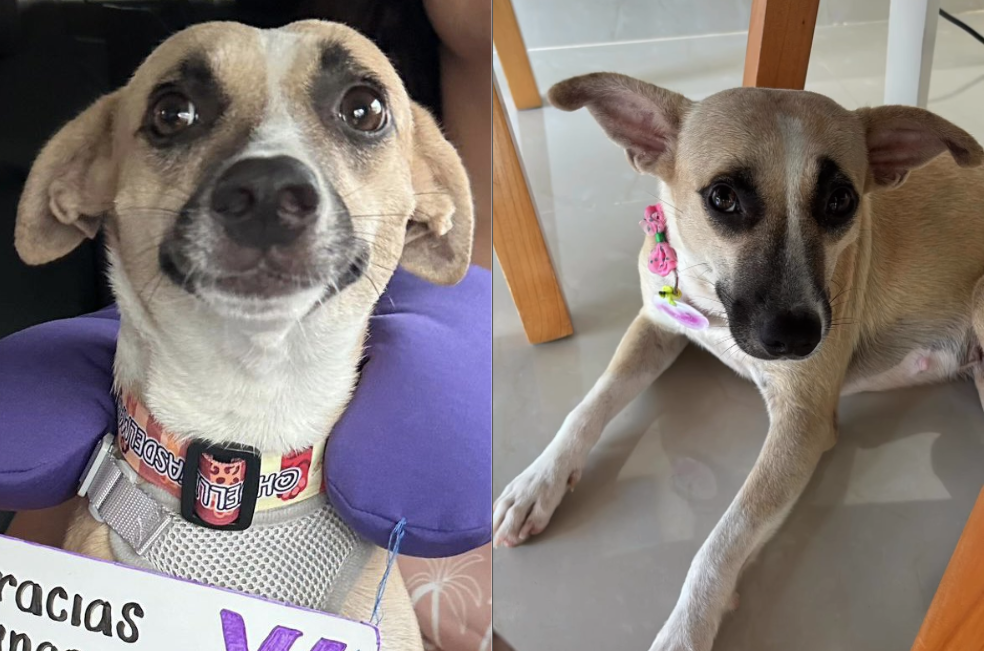 Aurora llegó a su nuevo hogar en Medellín, luego de que una aerolínea la rechazará