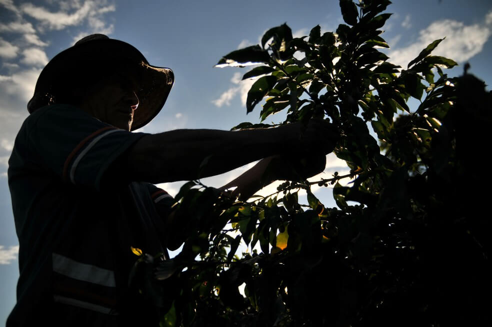 Día del Campesino: así está el panorama de los trabajadores agropecuarios en Colombia