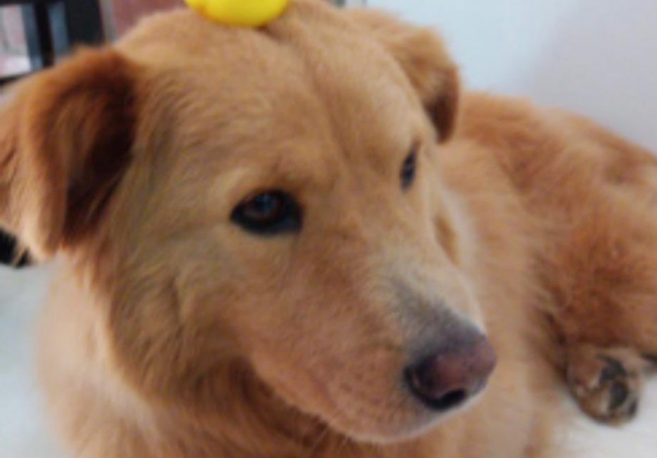 Toby, el perro con arritmia cardiaca, murió durante implante de marcapasos