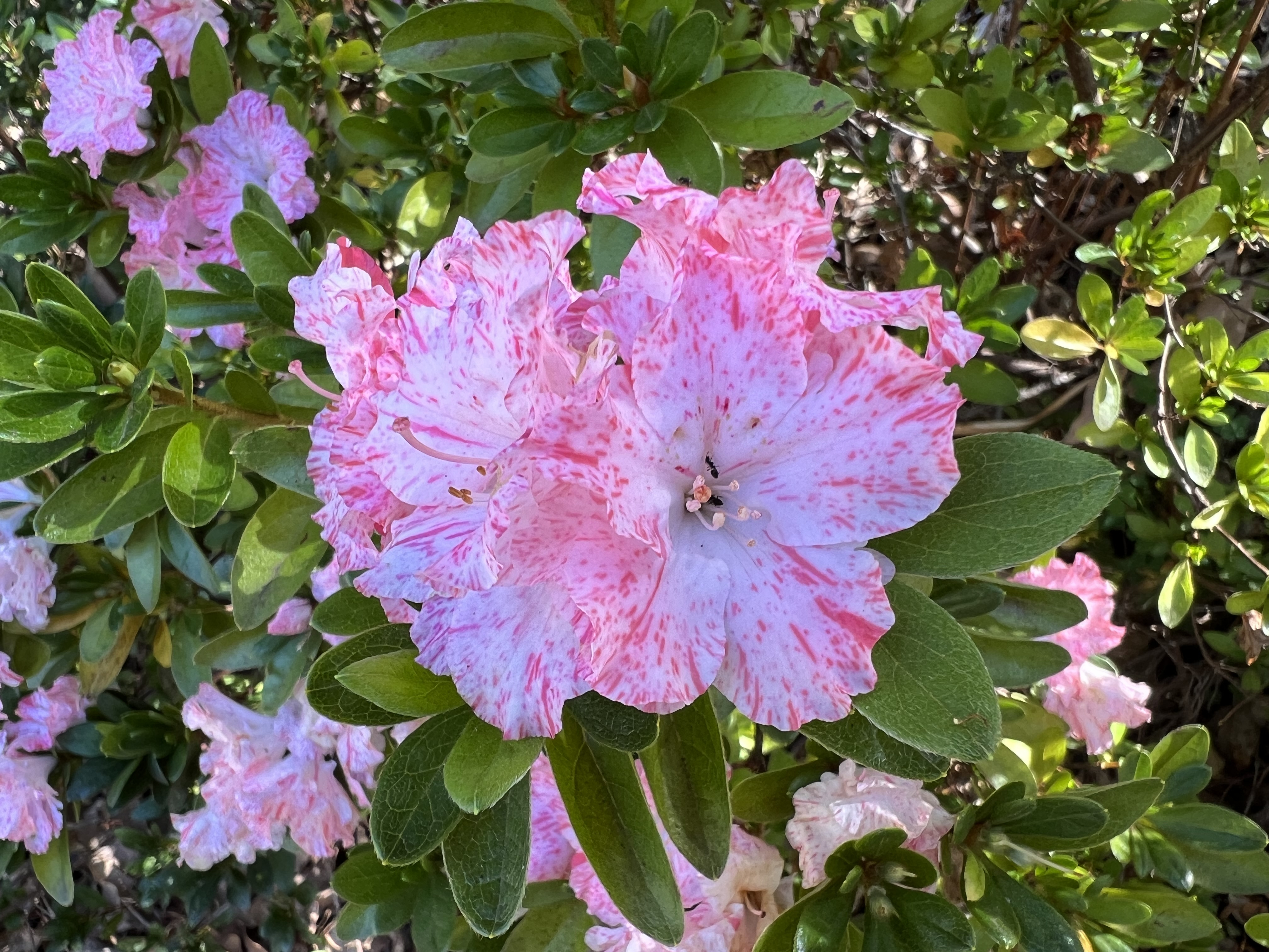 Fotografía en primer plano de una planta de azalea con flores rosadas.