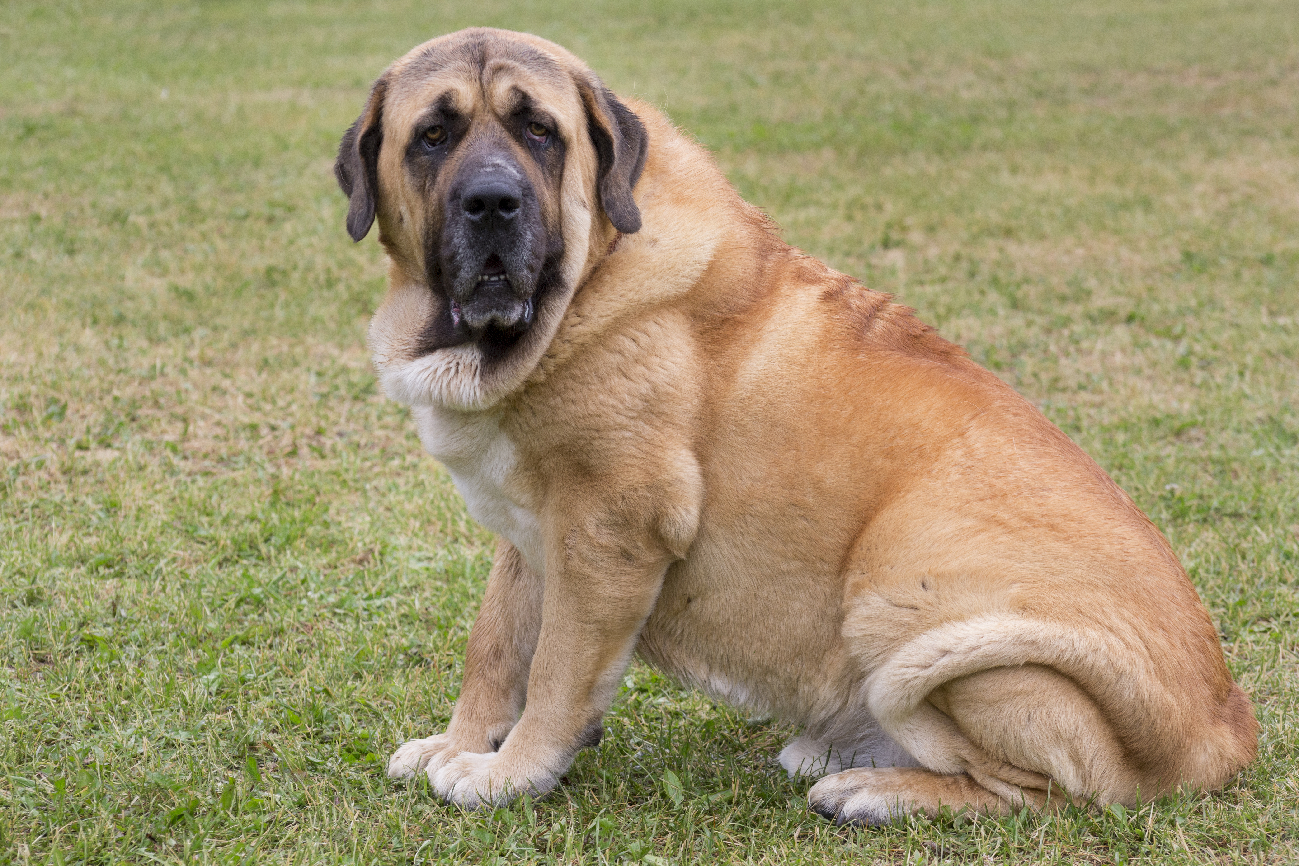 (Fotos) ¿Busca un perro grande? Estos animales lo sorprenderán