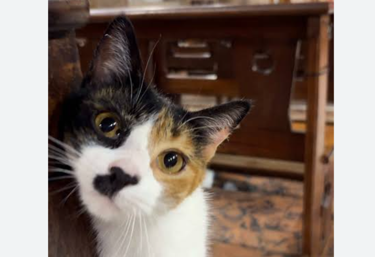 Hildi, la gata que fue adoptada por una iglesia y ahora acompaña a los feligreses
