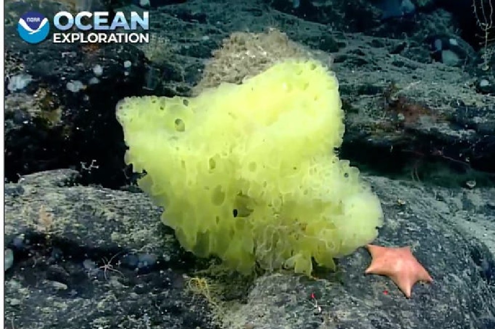 Científicos encuentran a “Bob Esponja” y “Patricio Estrella” en el fondo del Atlántico
