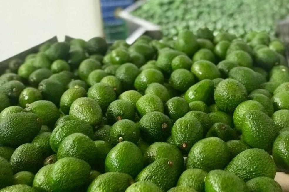 Exportan 19 toneladas de aguacate Hass del Putumayo a Holanda